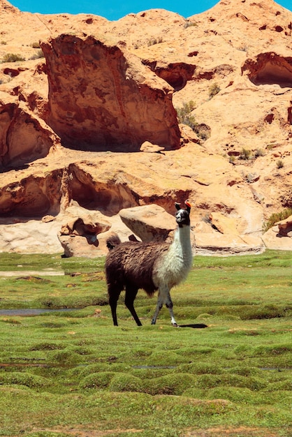 Una llama caminando por un campo cubierto de hierba