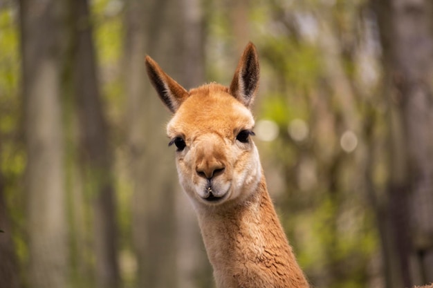 Una llama marrón con cabeza marrón y cabeza amarilla.