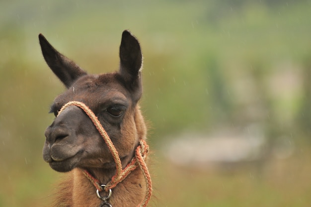 Llama en la naturaleza