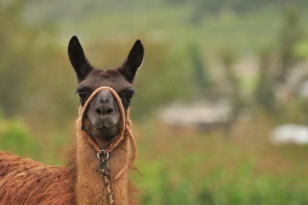 Llama en la naturaleza