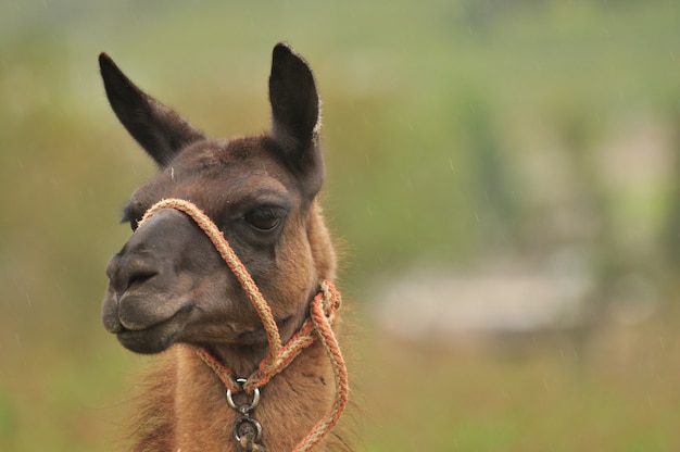 Llama en la naturaleza