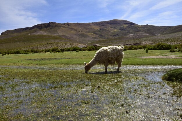 Llama pastando en un prado Tour todoterreno en el salar de Uyuni en Bolivia