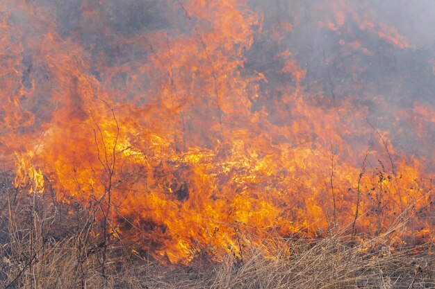 Llama roja de fuego diferentes figuras sobre fondo quemando pasto seco en el bosque