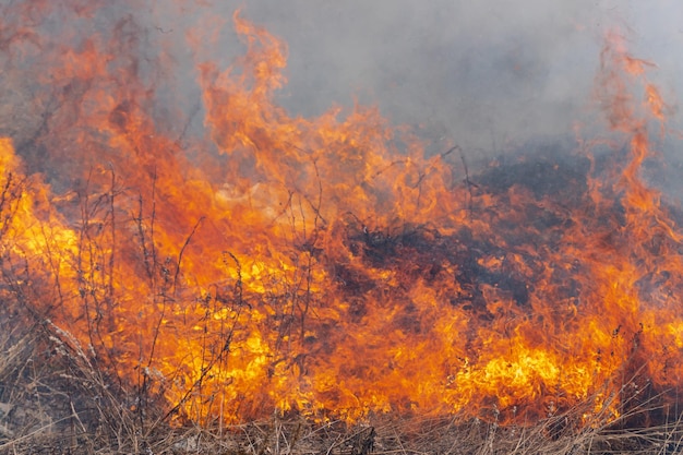 Llama roja de fuego con figuras en el fondo quemando hierba seca en el bosque de primavera