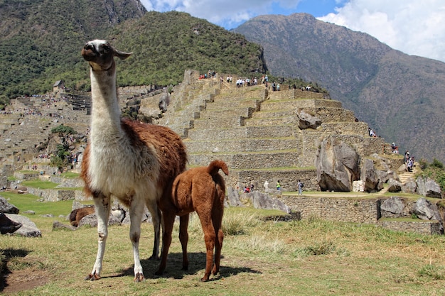 Una llama y su hija en Machu Picchu. Perú