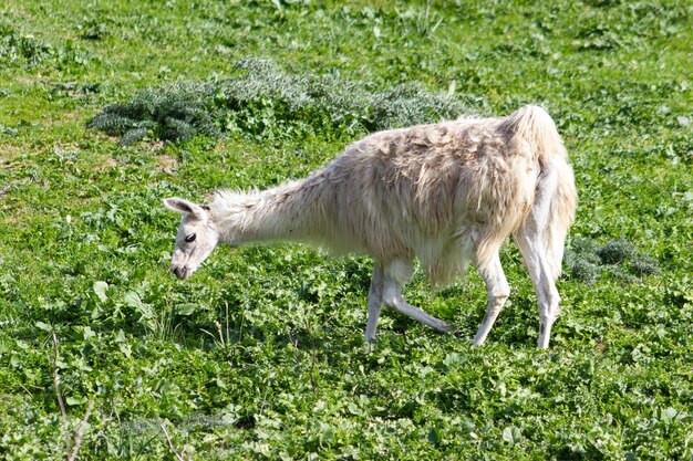 Llama sudamericana pastando en una reserva animal Lama glama