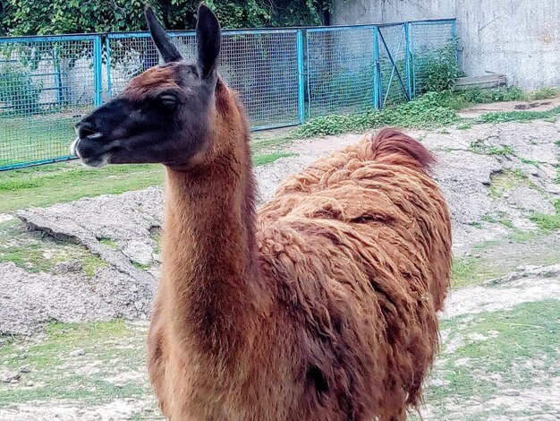 Llama en el valle de Cocora Quindio Colombia Animales de América del Sur