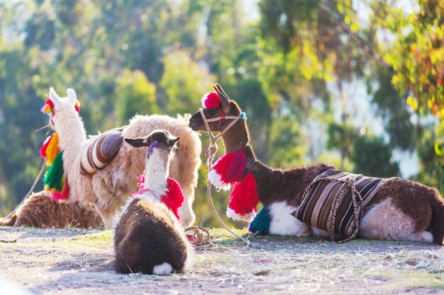 Foto llama en zona remota de bolivia