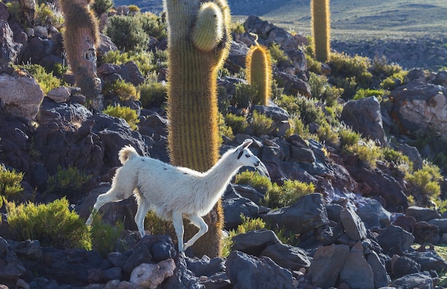 Llama en zona remota de Bolivia