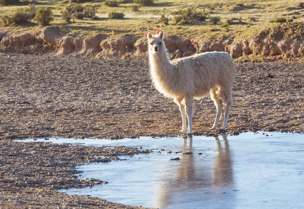 Llama en zona remota de Bolivia