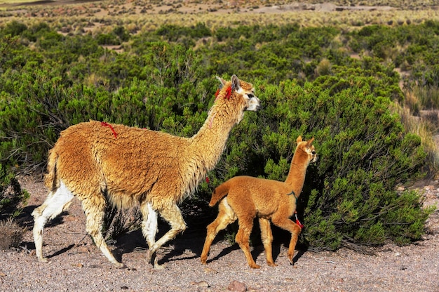 Foto llama