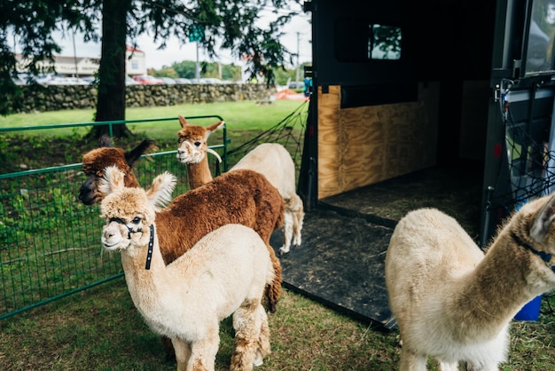 llamas alpaca con el bebé en el granero de la granja