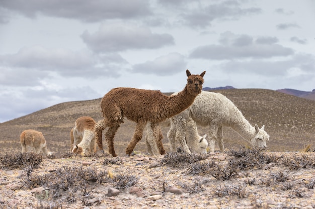 Llamas en los Andes