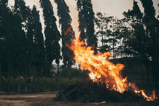 Llamas de fuego en el bosque