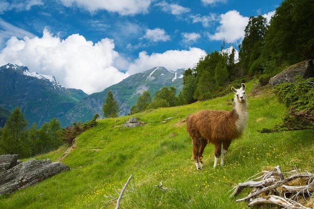 Llamas en las montañas