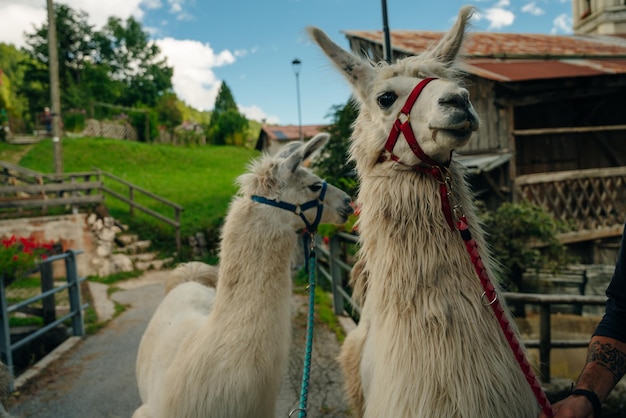 llamas en el pueblo alpino dolomitas italia