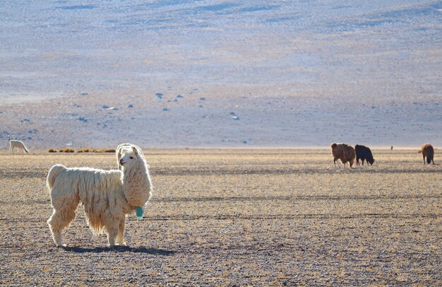 Llamas que pastan en las estribaciones de los Andes, meseta andina, Bolivia, América del Sur