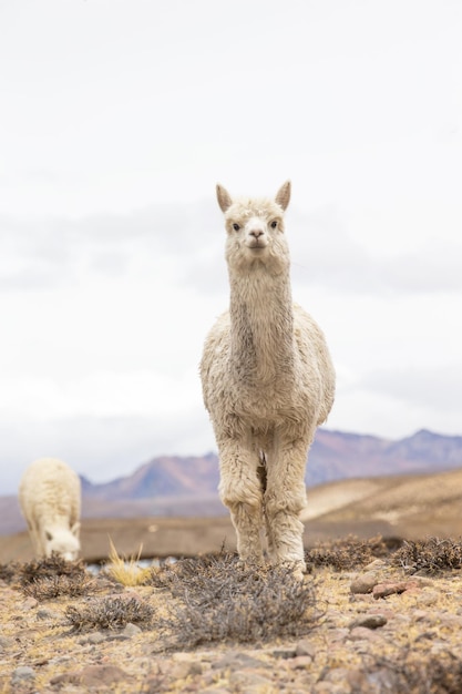 llamas