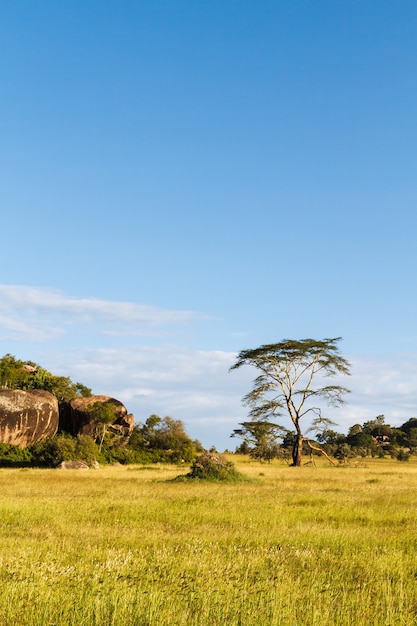 Foto llanura interminable del serengeti. tanzania, áfrica