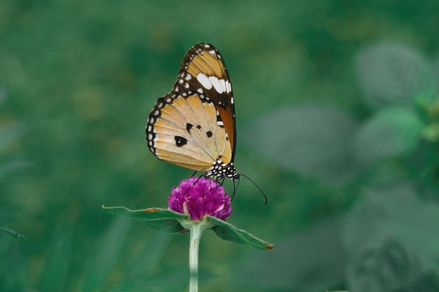 llanura tigre mariposa primer plano macro foto premium