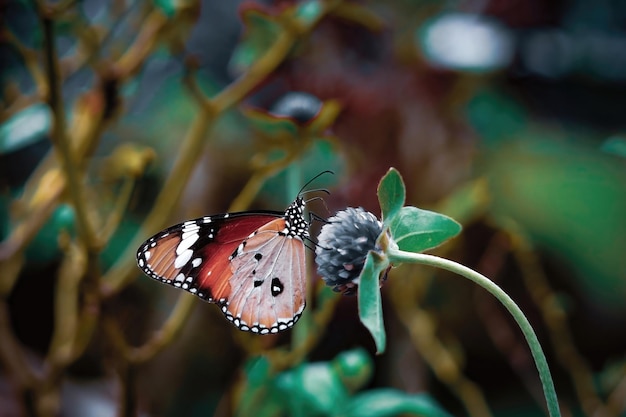 llanura tigre mariposa primer plano macro foto premium