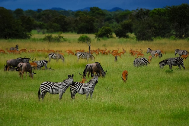 Las llanuras de África