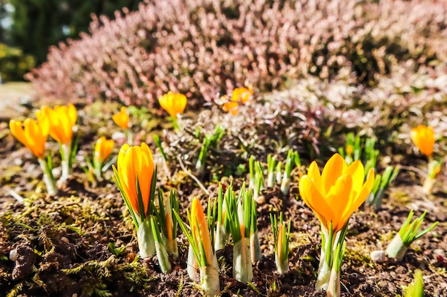 Llega la primavera los primeros azafranes amarillos en mi jardín en un día soleado