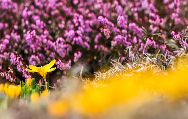 Llega la primavera los primeros azafranes amarillos en mi jardín en un día soleado