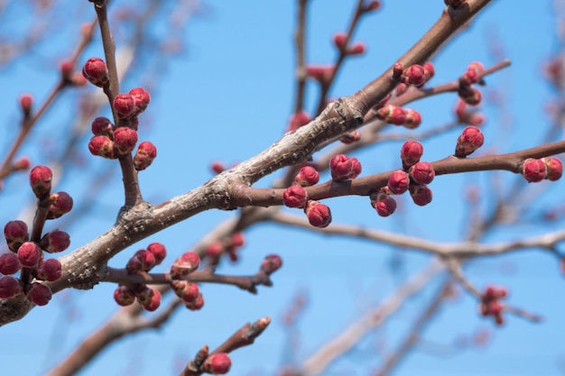 Llegó una primavera árboles florecientes