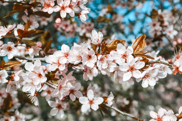 Llegó la primavera