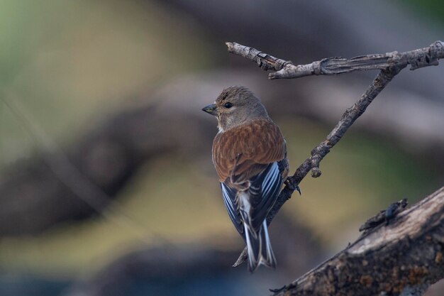 Foto llenet común carduelis cannabina málaga españa