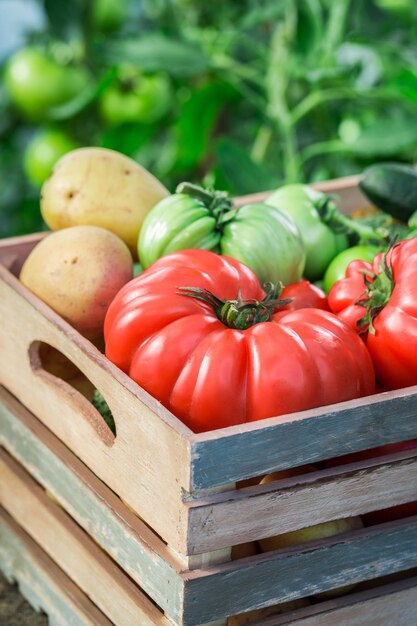 Lleno de vitaminas vegetales en invernadero.