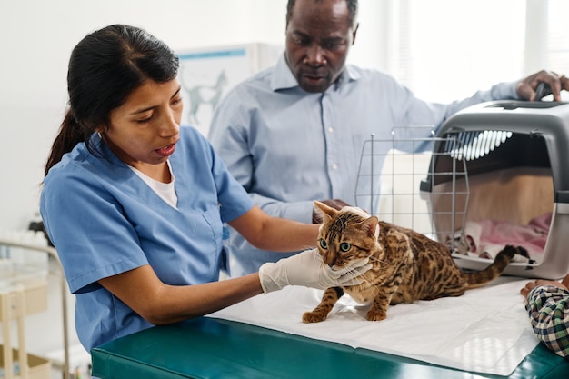 Llevar gato bengala al veterinario