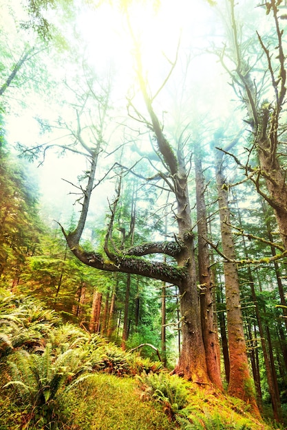 Foto lluvia bosque