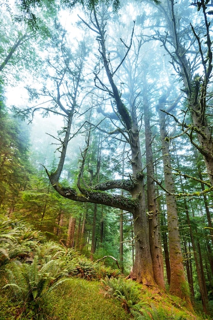 Lluvia Bosque