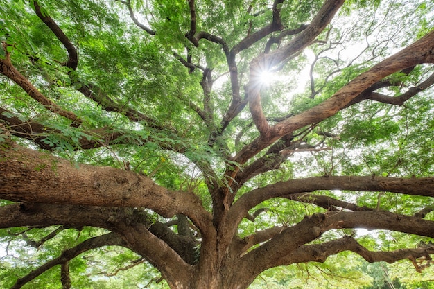 Lluvia grande rama de arbol sombreado