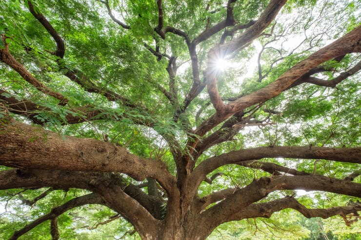 Foto lluvia grande rama de arbol sombreado
