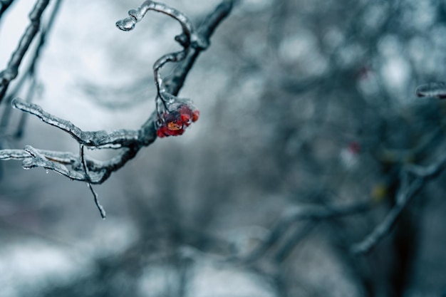 Lluvia helada invierno Hielo y nieve en la rama después de la lluvia helada Rama completamente encapsulada en glaseado de hielo Fondo sombrío de invierno