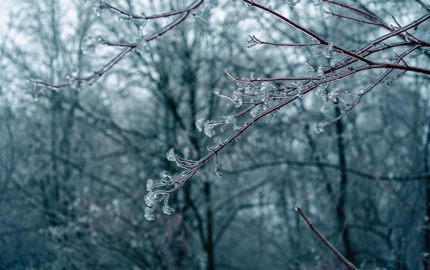 Lluvia helada invierno Hielo y nieve en la rama después de la lluvia helada Rama completamente encapsulada en glaseado de hielo Fondo sombrío de invierno