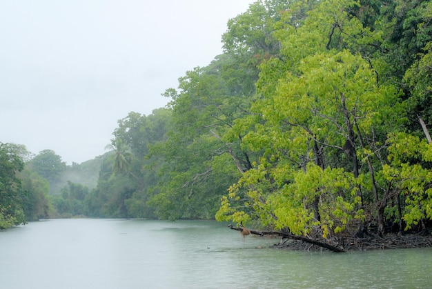 Lluvia y niebla en Rio Claro en la selva del Parque Nacional Corcovado