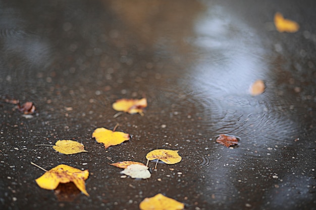 Lluvia de otoño en el parque durante el día.