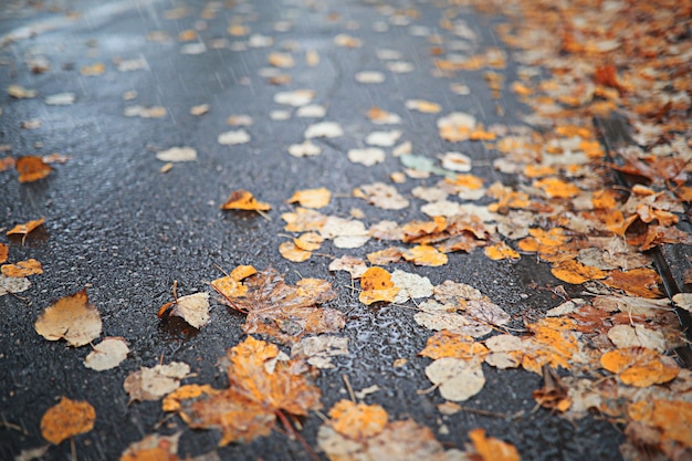 Lluvia de otoño en el parque