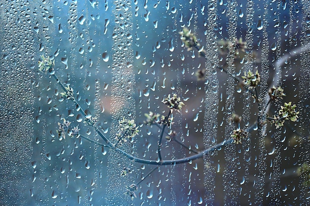 lluvia de primavera en el bosque, ramas frescas de un capullo y hojas jóvenes con gotas de lluvia