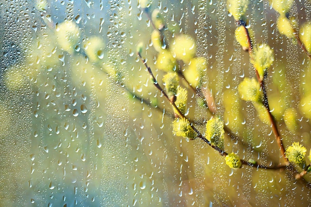 lluvia de primavera en el bosque, ramas frescas de un capullo y hojas jóvenes con gotas de lluvia