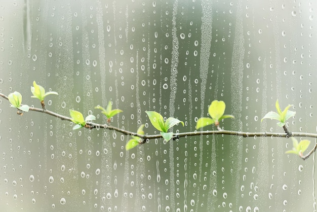 lluvia ramas vidrio árboles abstracto húmedo, ventana vista fondo naturaleza