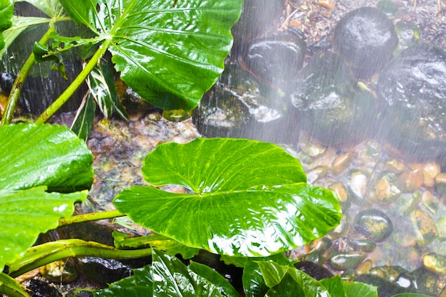 Lluvia torrencial en la selva tropical