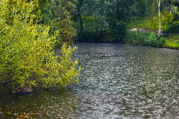 Lluvia de verano cerca del lago estanque y árboles en la orilla