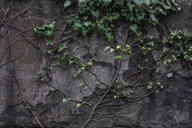 Loach de planta verde em velho muro de concreto, fundo gasto