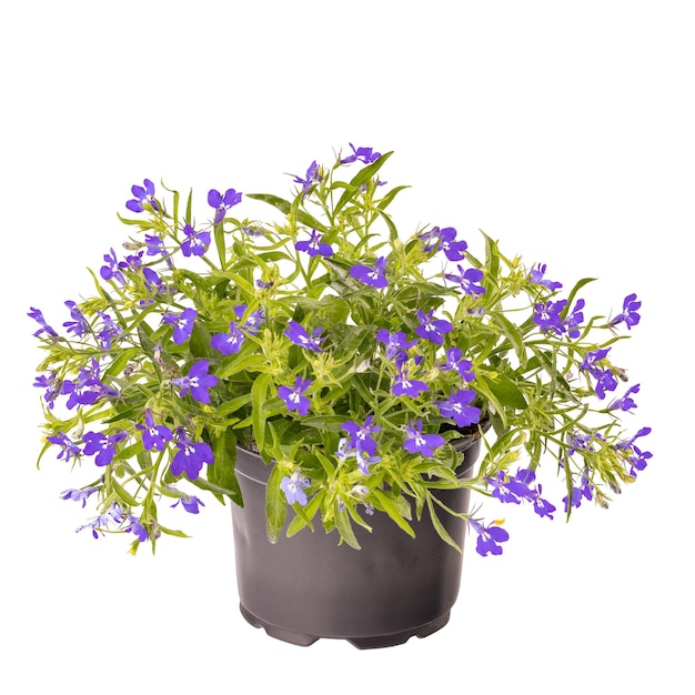 Lobelia lila Blüte