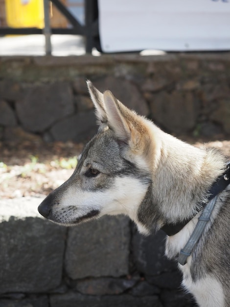 Lobito Herreno perro de pura raza española y raza autóctona de Canarias